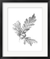 Oak Leaf Pencil Sketch I Framed Print