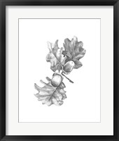 Oak Leaf Pencil Sketch II Framed Print