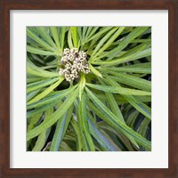 Framed Cropped Garden Leaves V