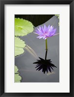 Framed Water Lily Flowers VI