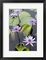 Framed Water Lily Flowers VII