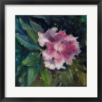 Framed Rhododendron Portrait II