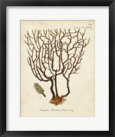 Esper Sea Fans II Framed Print