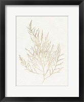 Gilded Algae II Framed Print