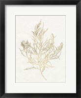 Gilded Algae III Framed Print