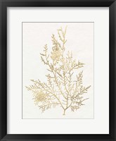 Gilded Algae VIII Framed Print