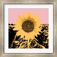 Framed 'Pop Art Sunflower III' border=