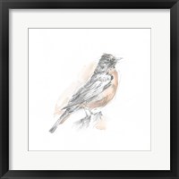 Framed Robin Bird Sketch I