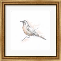 Framed 'Robin Bird Sketch II' border=