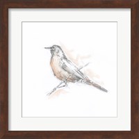 Framed 'Robin Bird Sketch II' border=