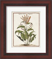 Framed 'Munting Botanicals I' border=