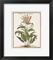 Framed 'Munting Botanicals I' border=