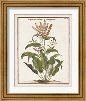 Framed 'Munting Botanicals I' border=