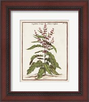 Framed 'Munting Botanicals II' border=