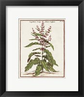 Framed 'Munting Botanicals II' border=