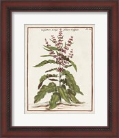 Framed 'Munting Botanicals II' border=