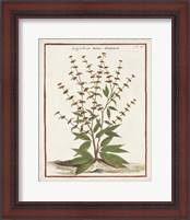 Framed 'Munting Botanicals III' border=