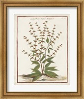 Framed 'Munting Botanicals III' border=