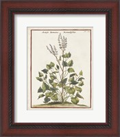 Framed 'Munting Botanicals V' border=