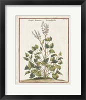 Framed 'Munting Botanicals V' border=