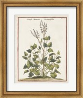 Framed 'Munting Botanicals V' border=