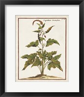 Framed 'Munting Botanicals VI' border=