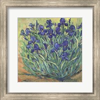 Framed 'Irises in Bloom I' border=