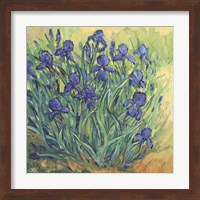 Framed 'Irises in Bloom II' border=