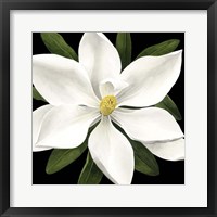 Midnight Magnolia I Framed Print