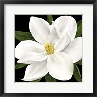 Midnight Magnolia II Framed Print