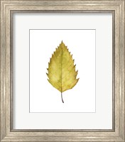 Framed 'Fall Leaf Study I' border=