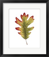 Framed 'Fall Leaf Study II' border=