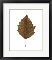 Framed 'Fall Leaf Study III' border=