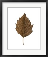 Fall Leaf Study III Framed Print