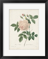 Framed Vintage Redoute Roses II