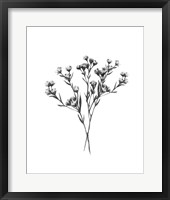 Framed Wild Thistle Bundle II