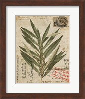 Framed 'Vintage Nature's Greenery I' border=