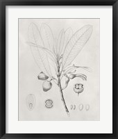 Vintage Leaves I Framed Print