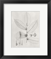 Framed 'Vintage Leaves II' border=