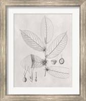 Framed 'Vintage Leaves II' border=