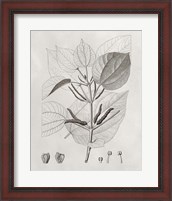 Framed 'Vintage Leaves III' border=