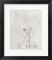 Framed 'Vintage Leaves V' border=