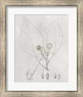 Framed 'Vintage Leaves V' border=