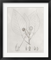 Framed 'Vintage Leaves V' border=