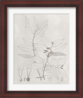 Framed 'Vintage Leaves VI' border=