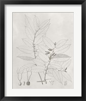 Framed 'Vintage Leaves VI' border=