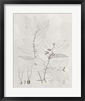 Vintage Leaves VI Framed Print