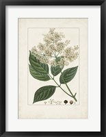 Antique Turpin Botanical V Framed Print