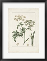 Antique Turpin Botanical IX Framed Print