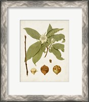 Framed 'Antique Leaves I' border=